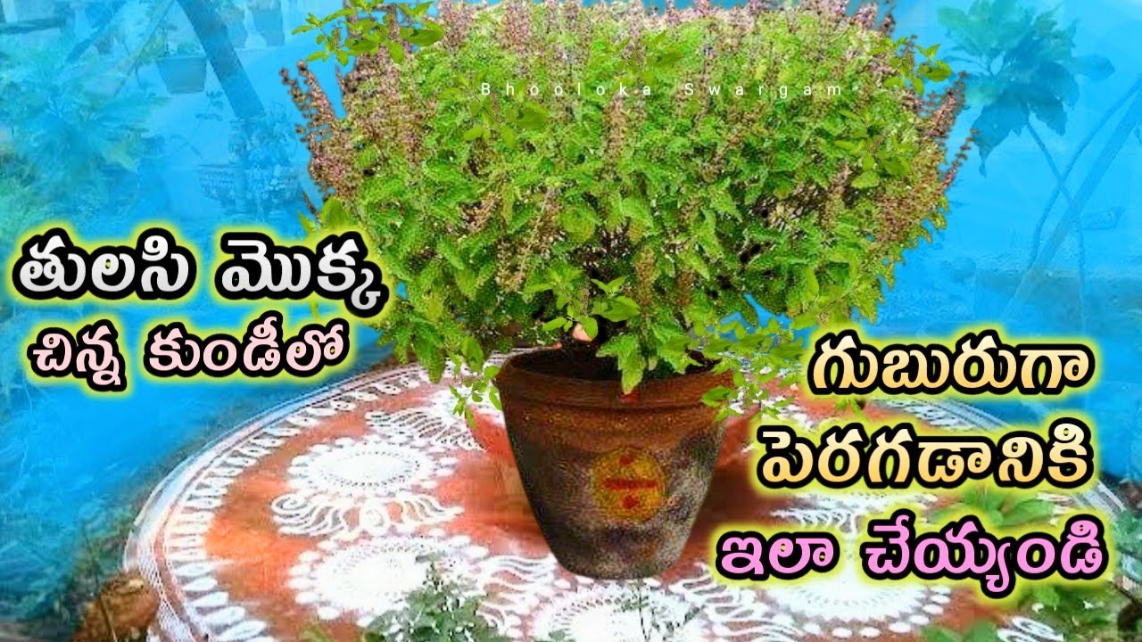 How to grow Tulasi Plants Bushy tulasi mokka baga peragalante em
