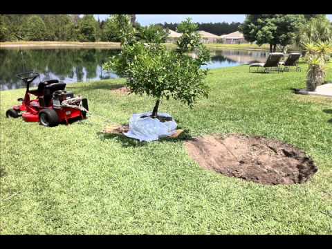 How to move a Dwaf Mandarin Orange tree (Florida)