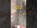 A gemstone at the base of a tree #gold #treasure #quartz #viral
