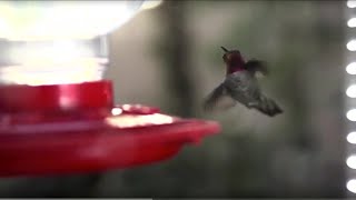 A Wilder View: Studying immune systems in birds