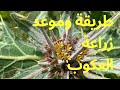 ازرع عكوباتك الان من 10 11 Plant Your Stubes Now From 10 To 11 ازرع عكوباتك الان من 10 11 Plant Your Stubes Now From 10 To 11