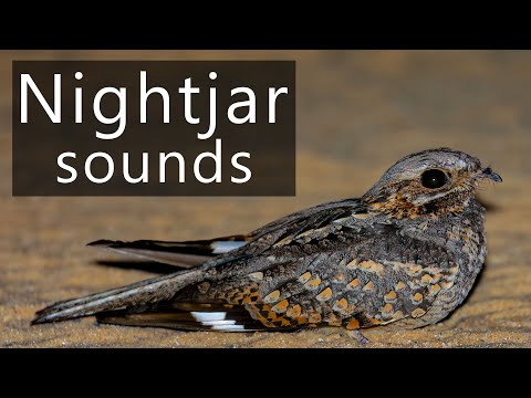 Nightjar calls and sounds