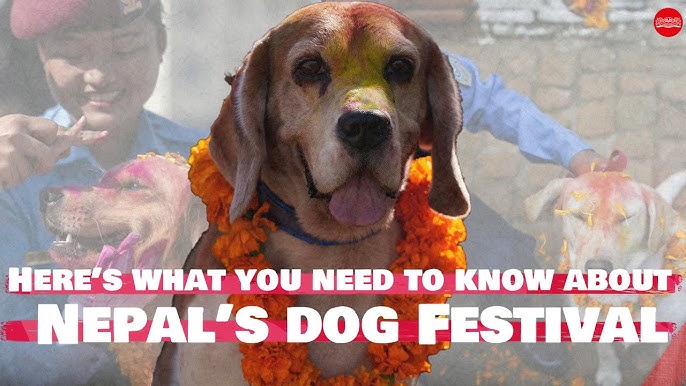 Nepalan Dog Sex - Did you know Nepal has a dog festival? | The Hindu - YouTube
