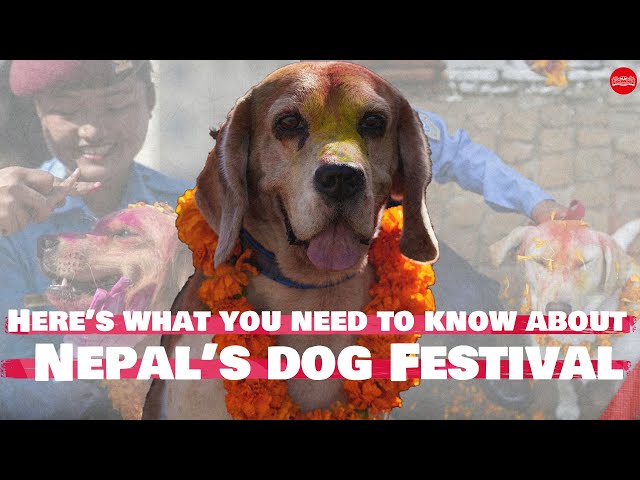 Here's what you need to know about Nepal's dog festival - YouTube
