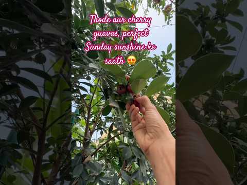 Thode aur cherry guavas, perfect Sunday sunshine ke saath 😍#mygreenishnest #terracegardening