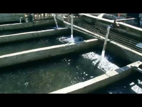 კალმახის მოშენება № 1