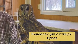 Видеолекции о птицах  Букля