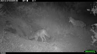 Two Coyotes Playing