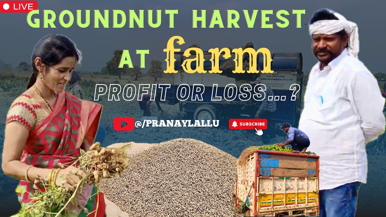 Сбор арахиса и мозамби на нашей ферме || убыток или прибыль…?