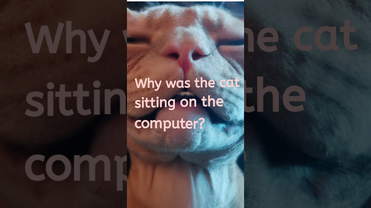 The Ultimate Assistant: When Your Cat Helps You Work from Home | Joking Junction 