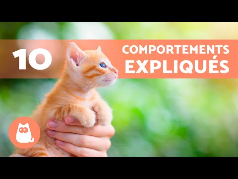 Vidéo: 4 habitudes de couchage impaires de chat expliquées