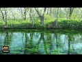 4K映像+自然環境音 / 安曇野 やさしい水の音 鳥の声