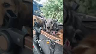 When One Dog Wasn’t Enough 🐾 Isofix Pet Stroller Vibes