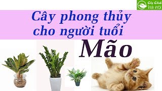 Top 20+ phong thủy tuổi mão hot nhất, bạn nên biết