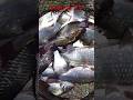 Результат Осенней Рыбалки на Лесных Озёрах. 8.09.2024. #4k #video #fishing #super #carp #poland