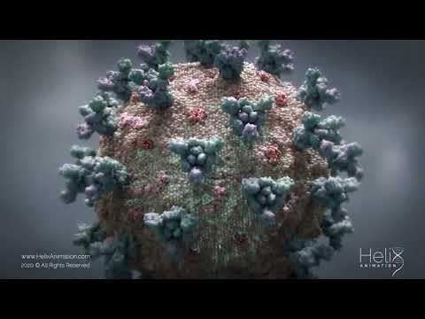 3d animation covid+19 - YouTube