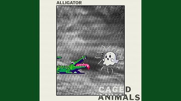 Alligator