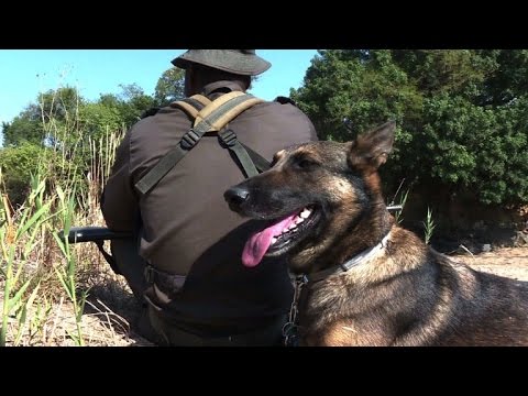 GlГјcksbringer Auf Vier Pfoten GlГјcksbringer Auf Vier Pfoten