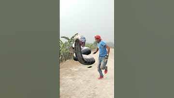 Anaconda snake in real life P43#shorts #short #snake #nagin #python #anaconda  #snakes #bigsnake