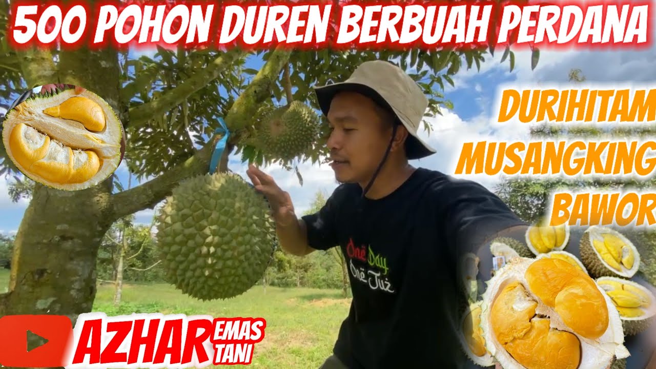 KEBUN DURIAN KALIMANTAN DI SAMBOJA 500 POHON BAWOR MUSANGKING DURIHITAM