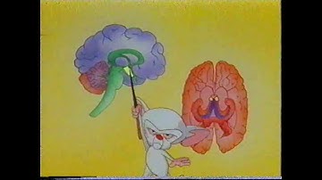 Pinky & the Brain - Brainstem (Norsk/Norwegian)