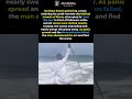 He Tried to Part the Sea #Mystery #Sea #Religion #Ocean