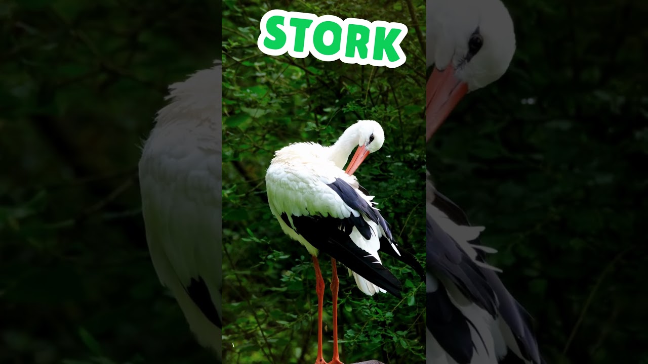 Stork
