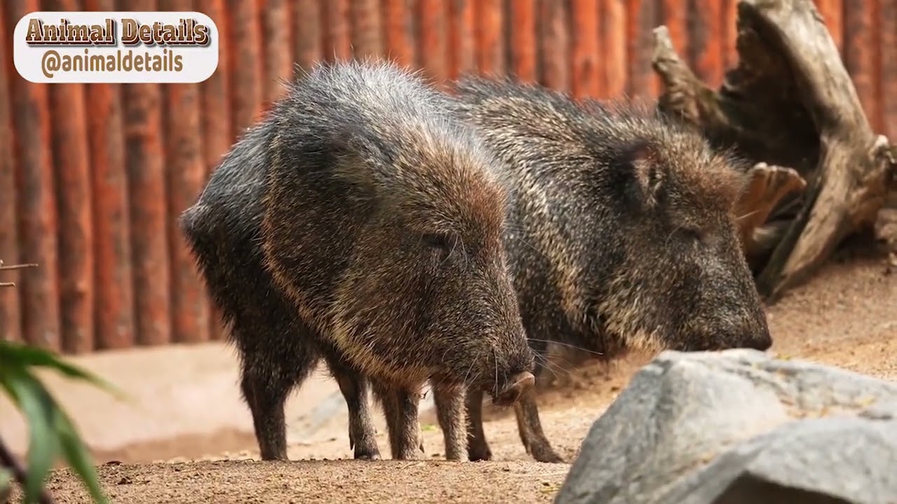 Wild Boar - The Ferocious Beast Of The Forest