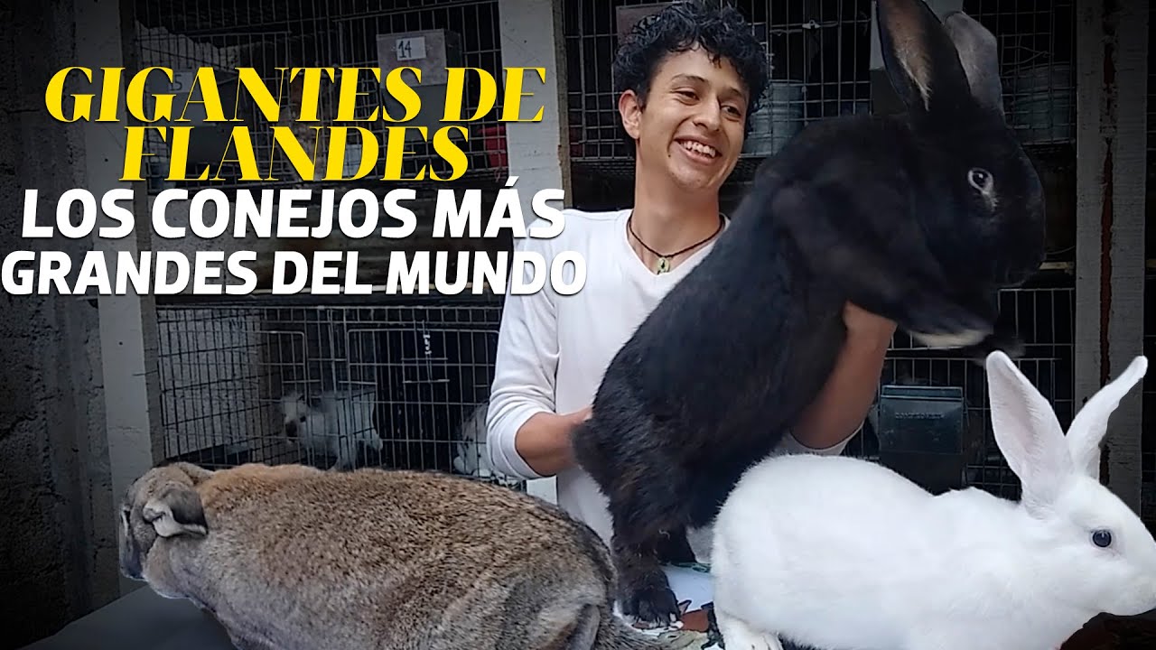 #MundoAnimal | Gigantes de Flandes, los conejos más grandes del mundo