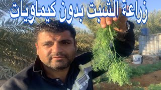 زراعة الشبت  بدون كيماويات واهم فوائده.