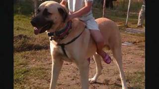 The Biggest ang Strongest DOG in the world (KANGAL) KING OF THE DOG'S