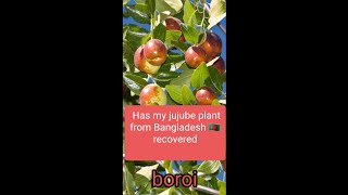 Has my Jujube/Boroi plant from Bangladesh 🇧🇩 recovered 🍂