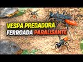 Vespa laranja? SPHEX LUCAE: pica e enterra a presa viva (vespa de cintura fina no Nordeste BR)