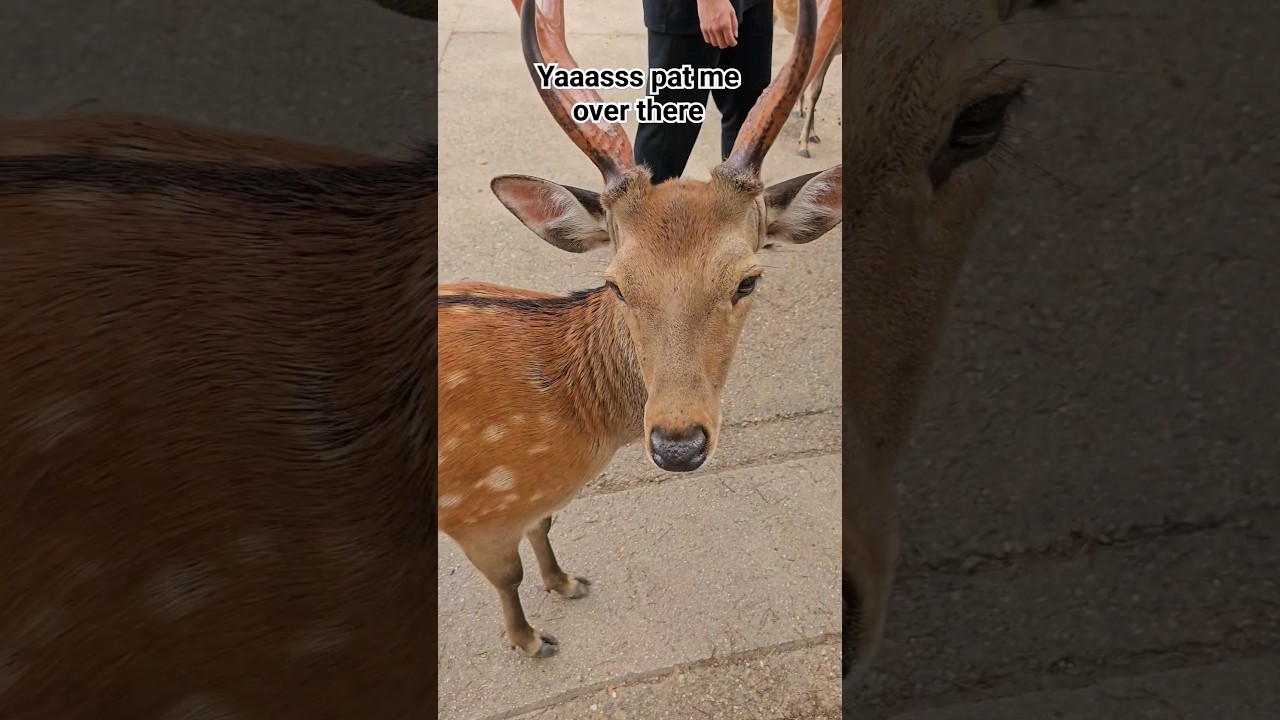 Gave Male Deer good pat on the back @ Nara Japan 