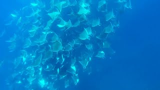 Freediving with mobulas, Cabo San Lucas