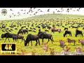 4K African Wildlife Volcanoes National Park, Africa - Scenic Wildlife Film With African Music