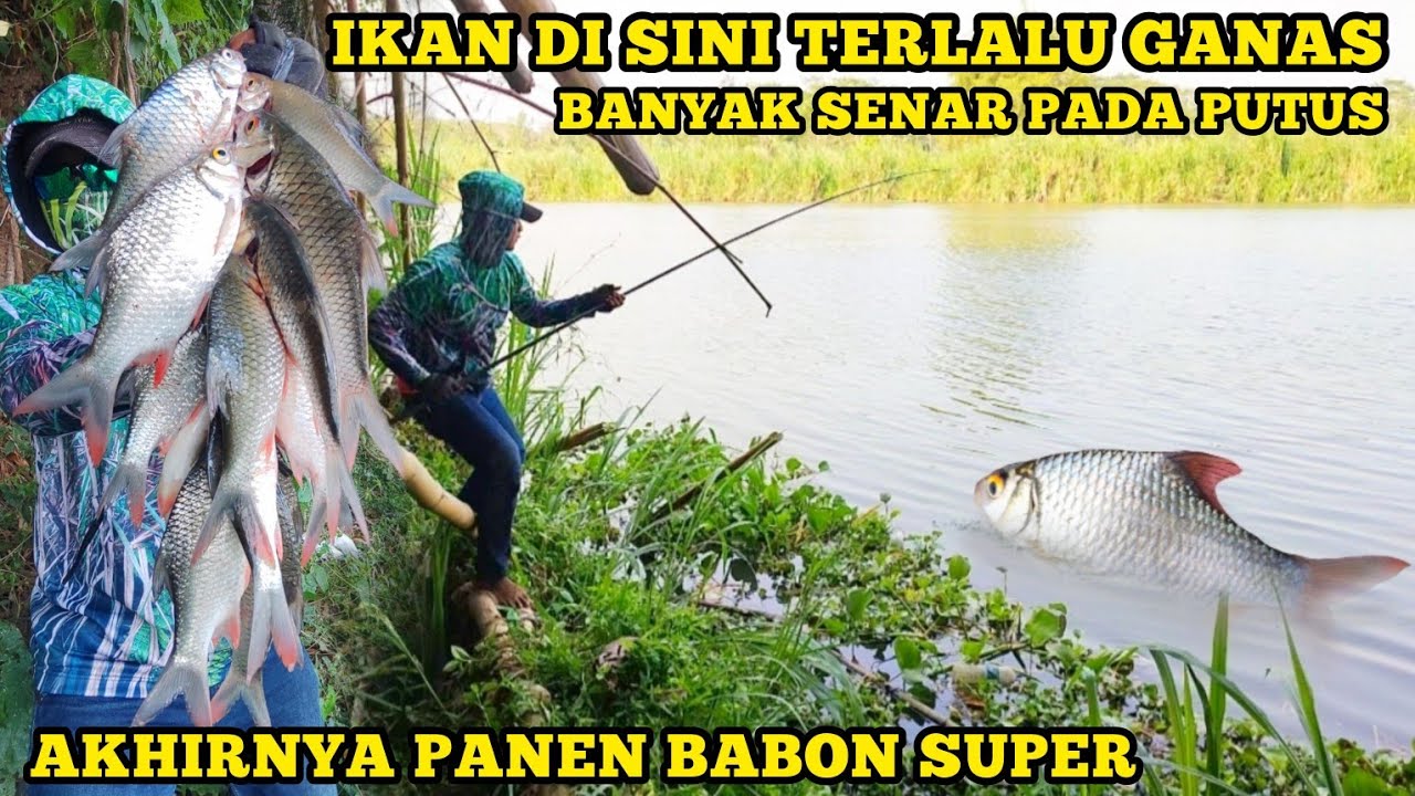 AMAZING PANEN !!, PERTARUNGAN PEMANCING VS IKAN TAWES BABON PAKAI TEKNIK PECUT