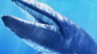 Underwater whale sounds. 60 minute Ambient soundscape