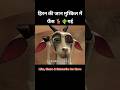कैक्टस और दलदल में फँसा हिरन 😱 | Deer’s Deadly Escape Adventure 🦌 #Adventure #Suspense