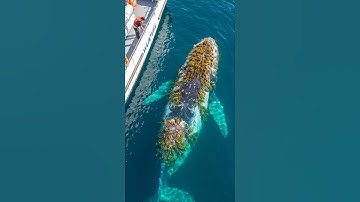 Whale rescue mission complete