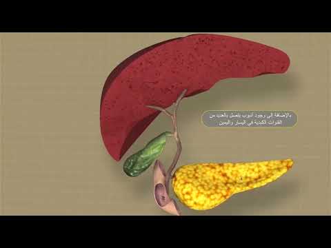 فيديو: أثناء الهضم الوظيفة الرئيسية للصفراء في استحلاب؟