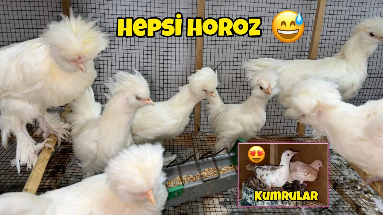 Balıkesire Yerleşecekmiyiz ? Sultan Tavukları Horoz Çıktı 🐓🫣 Hediye Kumrular 🕊️ Hayvanlara Bakım