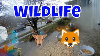 Winter Storm And Wildlife Live Camera! ⛈