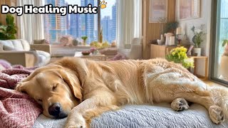 Download Lagu Relaxing Dog Music 💖 Dog Separation Anxiety Music 🎶 Calming Dog Music Spreading Soothing Energy MP3