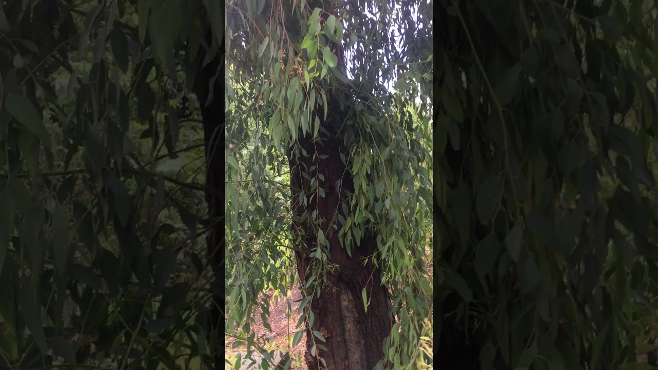 Eucalyptus sideroxylon 'Rosea'