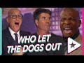 If The America's Got Talent Judges Were Dogs!