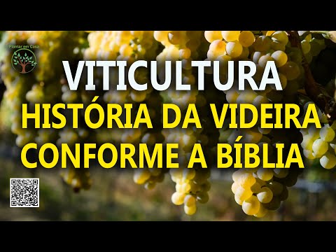 Vídeo: Qual é o significado bíblico de videira?