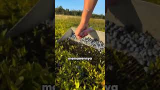 Seperti Ini Bentuk Pohon Berry Aslinya #information #newinfo