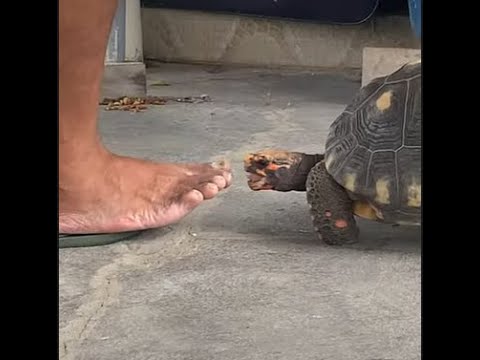 Vídeo: O melhor amigo deste cão é uma tartaruga de 50 anos chamada Atenção Stanley