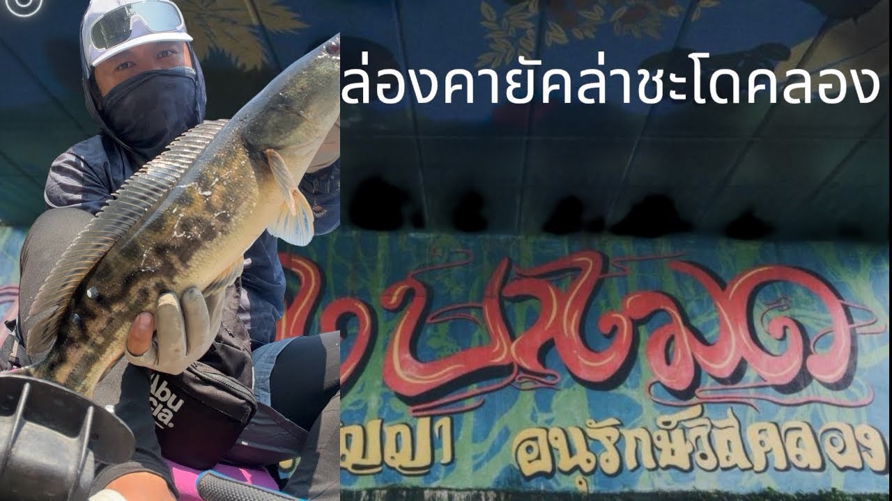 ล่องคายัคตกปลาชะโดคลองบางมด #ชะโดบางมด #ตกปลา #คายัค 